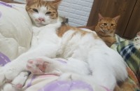 코숏 치즈 개냥이 2마리 무료분양해요~ 일단 들어오세요^^