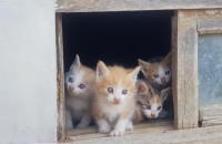 새끼고양이 분양합니다.