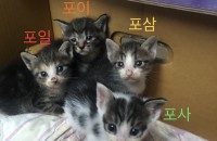 세상 깨물어주게 귀여운 아기고양이 분양합니다^^*