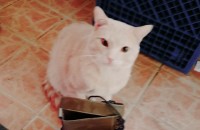 마포구연남동. 희망이무료분양합니다