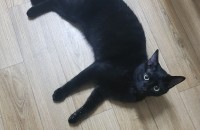 코리안숏컷 8개월 무료분양합니다 (마산)