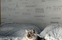 러블,페르시안 남아 둘 분양해요