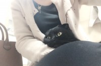 남아 초코 스코티쉬폴드 올검정 접종완료 2살