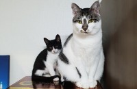 코숏/ 2개월추정/ 예방접종1차 완료/장내기생충 접종 완료/책임비 3만