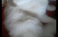 마리...이쁘고착해요