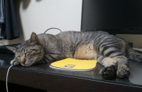 좋은 집사님을 찾게되서 너무 감사합니다^^