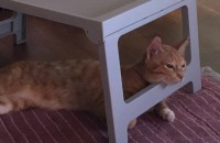 코숏 개냥이 분양합니다