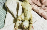 코숏고양이분양