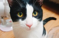 코숏 턱시도 1년1개월 고양이 분양합니다.