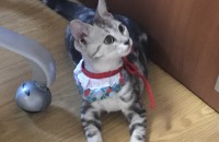 4개월 아기개냥이 새가족찾아요