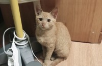 치즈태비고양이 3개월 사랑으로키우실분 용품드립니다