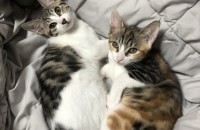 고양이 4마리 분양 합니다