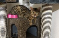 뱅갈고양이(10개월) 무료분양합니다