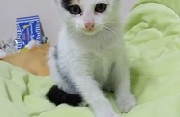 똥꼬발랄 야야의 가족이 되어 주세요!