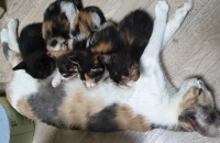 부천 코숏 한달된 아가들 무료분양합니다