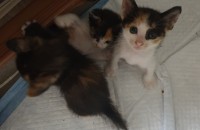 부천 코숏 5마리 무료분양합니다.