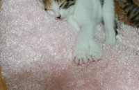 두달됀 아기고양이  무료분양해요