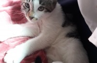 예쁜냥이 2개월됐어요 2월1일생일이에여