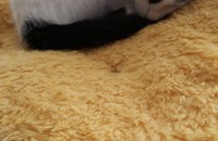 2월1일생이구요 사람잘따르고 이뻐요