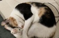 고양이 무료 분양해요 (부산)