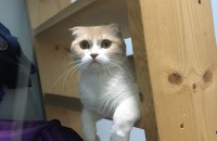 스코티쉬 폴드 여아 1년 6개월