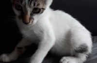 키우던 냥이가 새끼를 낳았어요 무료분양합니다