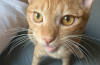 이쁜 치즈냥이 코숏 1살 중성화 수컷 집사구해요