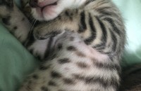 뱅갈 + 샴 믹스 새끼 5마리 분양 합니다