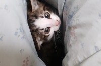 수도권 3개월조금넘은 코숏냥이 무료분양합니다