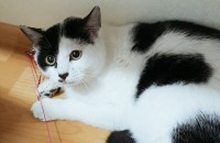 노원구 코숏 무료분양합니다.