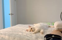 샴 레드포인트 사랑으로 키워주실분...