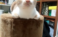 너무 예쁜 개냥이 꾸미의 가족이 되어주실 분!
