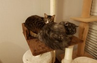 코리안숏헤어, 페르시안 애교충들 분양