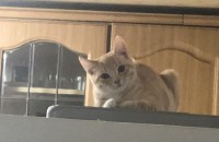 수컷 코숏 분양 보냅니다