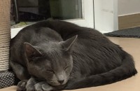 러시안 블루 냥이 무료 분양 합니다 (전라도 광주)