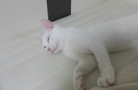 (부산)터키쉬앙고라5개월 무료분양합니다