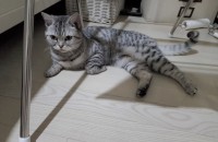 브숏 무료분양합니다(경기도)