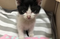 아기 길냥이 분양합니다