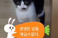 새끼고양이 무료분양합니다^^