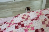 생후1개월 새끼 고양이 분양 하실 분이요