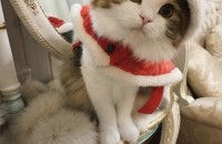 양이 두마리 분양합니다