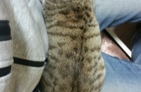 암컷 코숏2살 무료 분양 합니다