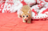 6월4일 태어난 아기 치즈태비(수컷) 무료분양합니다. (지역 광주또는 전남)