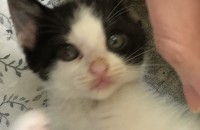 안녕하세요 1달된 아기고양이를 주운 사람입니다