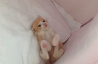 새끼고양이 분양합니다