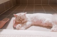 페르시안친칠라(남),샴(남) 성묘무료분양