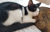 [전남/여수] 아깽이 남아 여아 분양합니다.