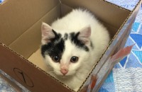 새끼고양이 ㅠㅠ
