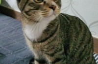 1년된 코숏(수컷)무료분양합니다