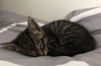 코숏 2개월 여아 분양해요!